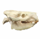 Eporeodon major (skull with atlas vertebra)
