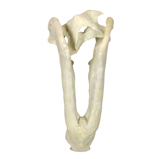 Eporeodon major (skull with vertebra)