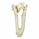 Eporeodon major (skull with vertebra)