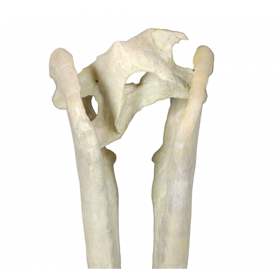 Eporeodon major (skull with vertebra)