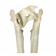 Eporeodon major (skull with vertebra)