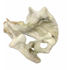 Eporeodon major (skull with vertebra)