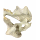 Eporeodon major (skull with vertebra)