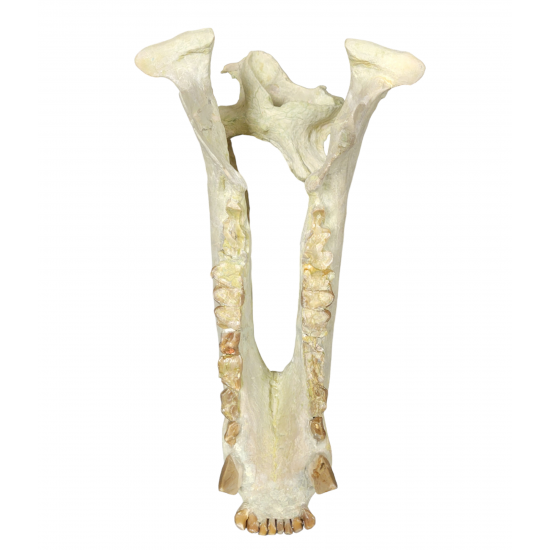 Eporeodon major (skull with vertebra)