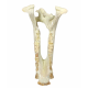 Eporeodon major (skull with vertebra)