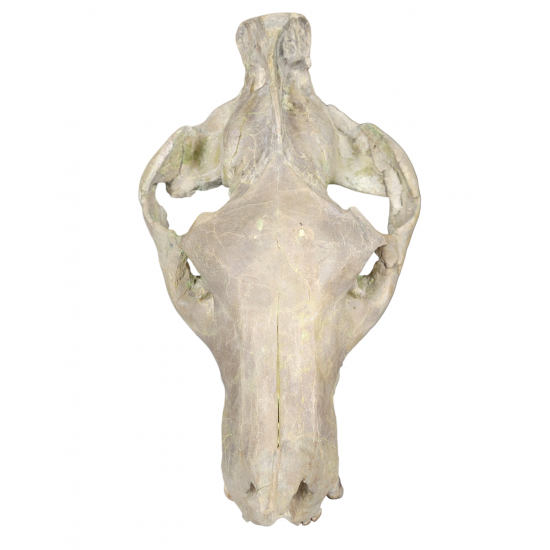 Eporeodon major (skull with vertebra)