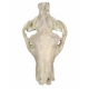 Eporeodon major (skull with vertebra)