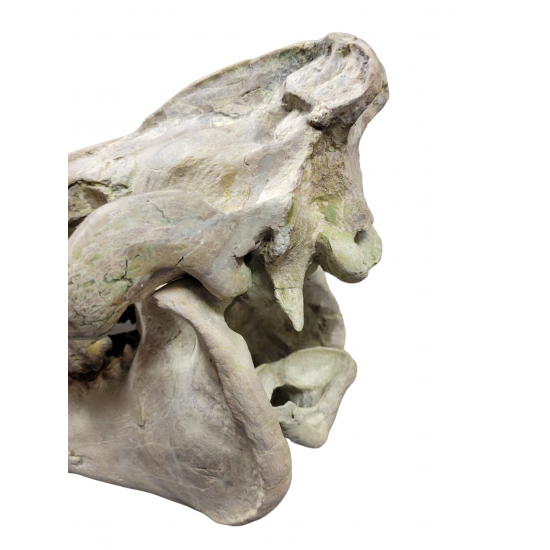 Eporeodon major (skull with vertebra)