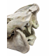 Eporeodon major (skull with vertebra)