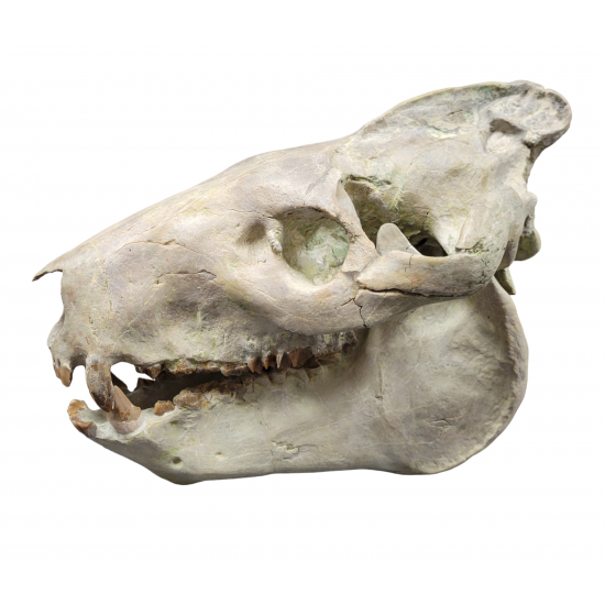 Eporeodon major (skull with vertebra)