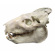 Eporeodon major (skull with vertebra)