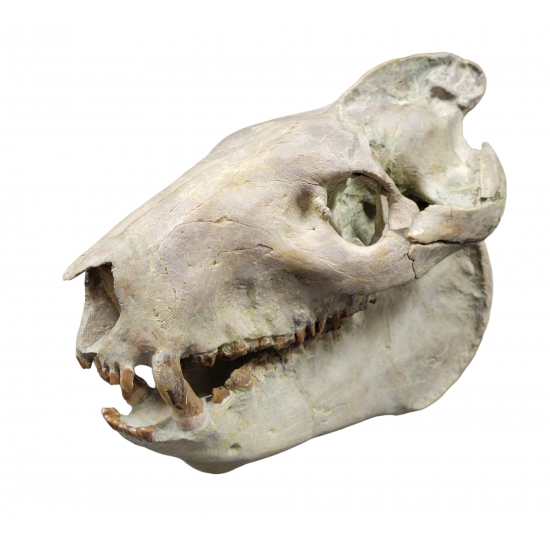 Eporeodon major (skull with vertebra)