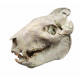 Eporeodon major (skull with vertebra)
