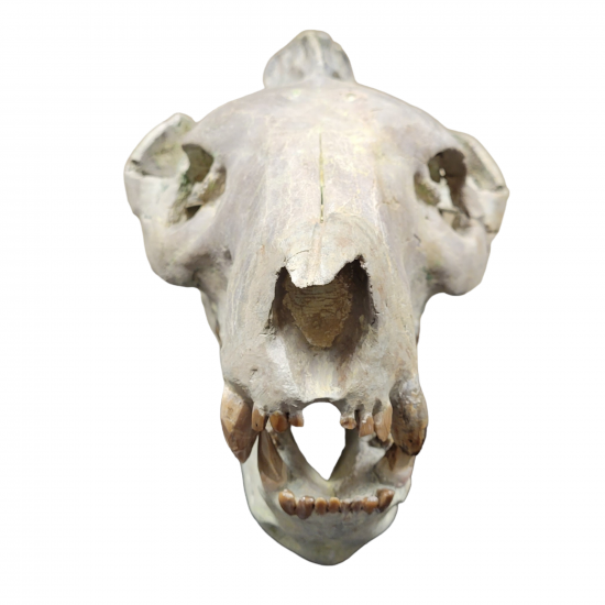 Eporeodon major (skull with vertebra)