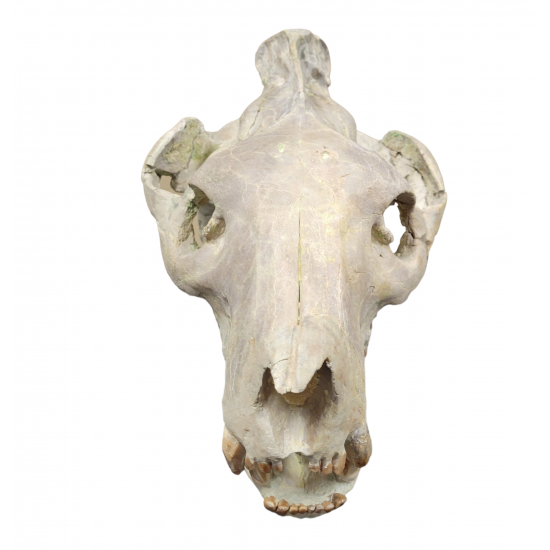 Eporeodon major (skull with vertebra)