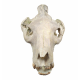 Eporeodon major (skull with vertebra)