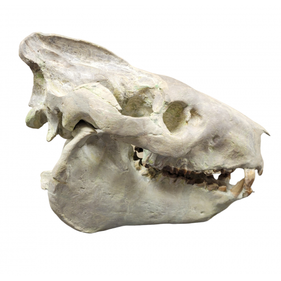Eporeodon major (skull with vertebra)