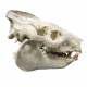 Eporeodon major (skull with vertebra)