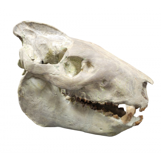 Eporeodon major (skull with vertebra)