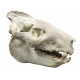 Eporeodon major (skull with vertebra)