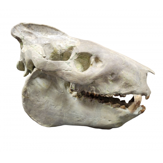 Eporeodon major (skull with vertebra)