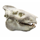 Eporeodon major (skull with vertebra)