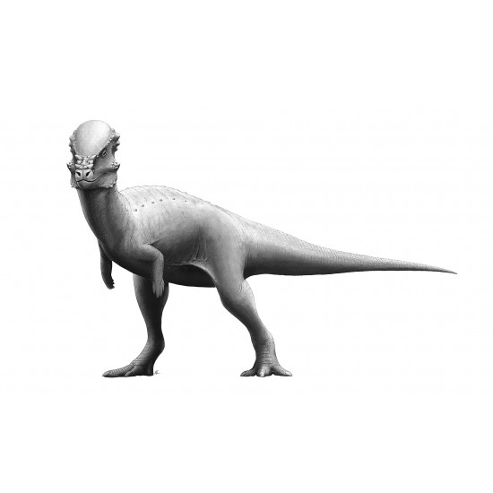 Pachycephalosaurus spinifer stygimoloch skull