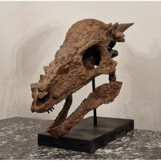 Pachycephalosaurus spinifer stygimoloch skull