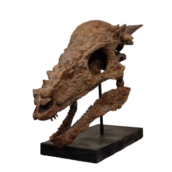 Pachycephalosaurus spinifer stygimoloch skull