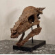 Pachycephalosaurus spinifer stygimoloch skull