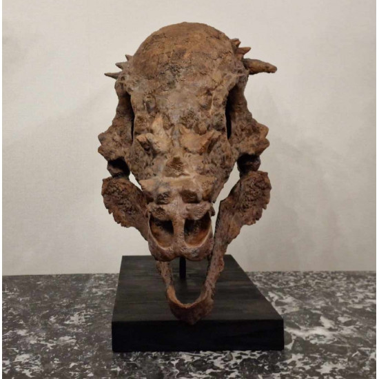 Pachycephalosaurus spinifer stygimoloch skull