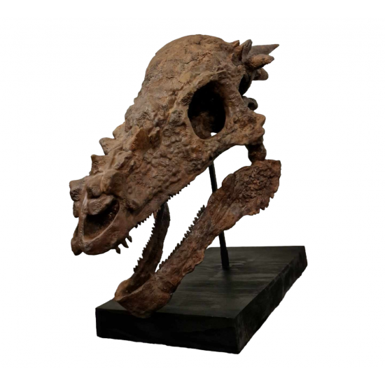 Pachycephalosaurus spinifer stygimoloch skull