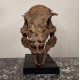 Pachycephalosaurus spinifer stygimoloch skull