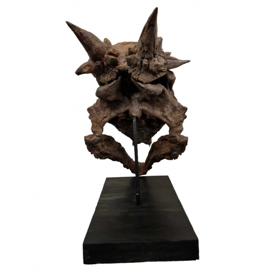 Pachycephalosaurus spinifer stygimoloch skull