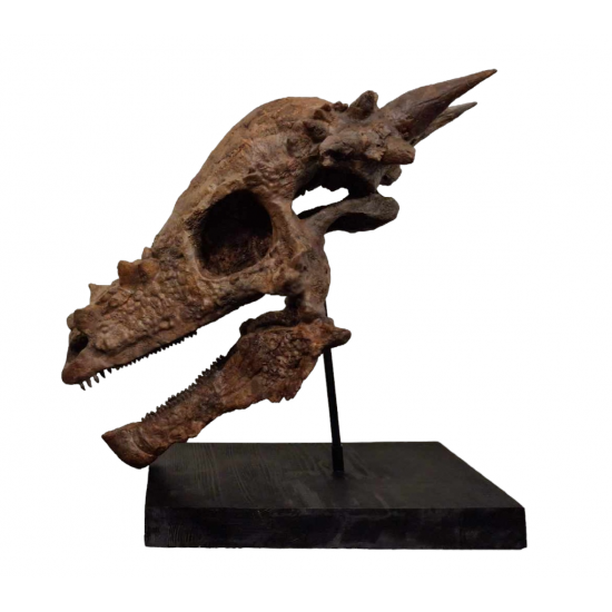 Pachycephalosaurus spinifer stygimoloch skull