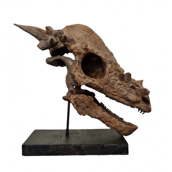 Pachycephalosaurus spinifer stygimoloch skull