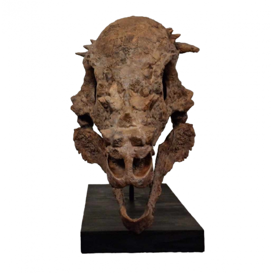 Pachycephalosaurus spinifer stygimoloch skull