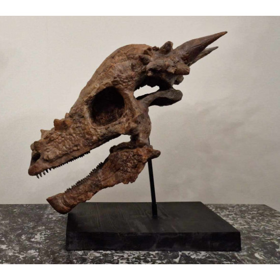 Pachycephalosaurus spinifer stygimoloch skull