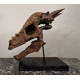 Pachycephalosaurus spinifer stygimoloch skull
