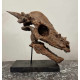 Pachycephalosaurus spinifer stygimoloch skull