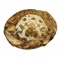 Pulalius vulgaris