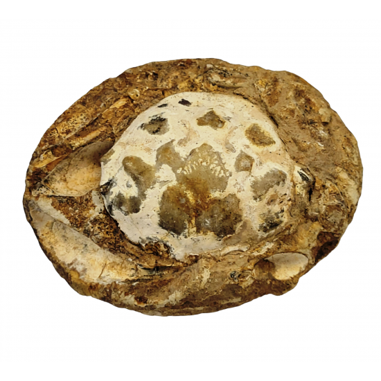 Pulalius vulgaris