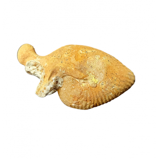 Oecoptychus refractus