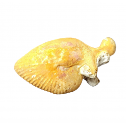 oecoptychus refractus