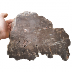 Fossil Wood
