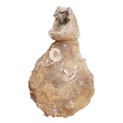 Apiocrinus sp (crinoide calix)