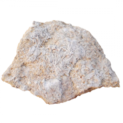 Acrosalénia spinosa et polydiadema