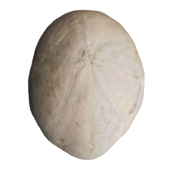 Bothriopygus royoi