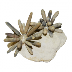 Asterocidaris bistriata et gymnocidaris koechlini