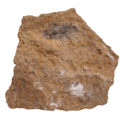 Acrodus lateralis